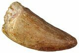 Carcharodontosaurus Tooth - Real Dinosaur Tooth #341111-1